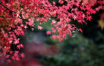 六甲山の紅葉
